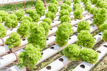 Row of planting of Hydroponics green salad vegetables.