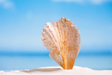 tropical sea  shell on white  beach sand under the sun light