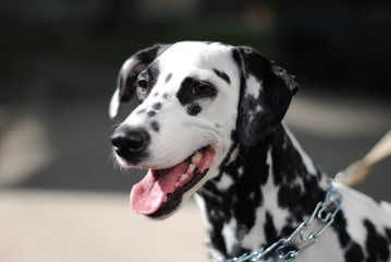 Dalmatian dog outdoors in a metal collar and a leash. Portrait in a sunny day