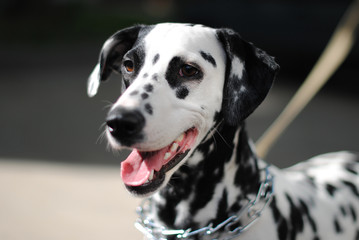 Dalmatian dog outdoors in a metal collar and a leash. Portrait in a sunny day
