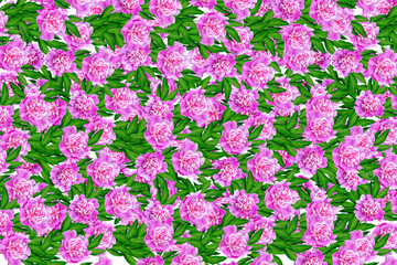 Colorful bright flowers peonies isolated on white background.