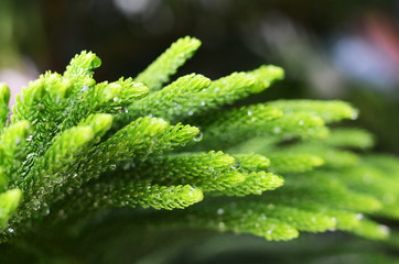 nature , wet, rain, green leaf