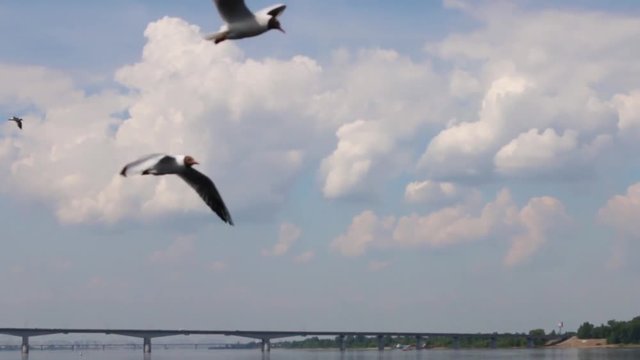 Gulls fly over water of river with bridge at summer sunny day