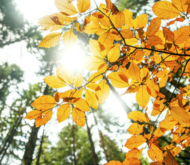 Sunrays in the autumn beech leaves and branches