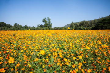 orange cosmos flowers