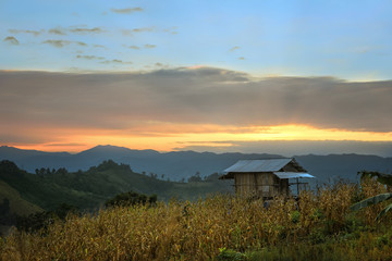 temporary hut on the field of corn in mountain sunset background