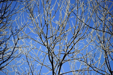 Zweige mit Eiskristallen vor strahlend blauem Winterhimmel