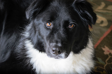 Portrait of a black dog with white ruff inside house.