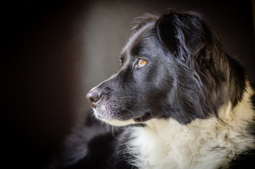 Profile  of a black dog with white ruff with dark background.