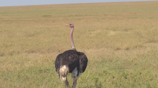 CLOSE UP: African ostrich standing in open field turning his head around looking