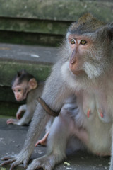A mother monkey protecting her child in Ubud Monkey temple