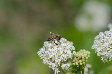 Bee polinating a white flower.