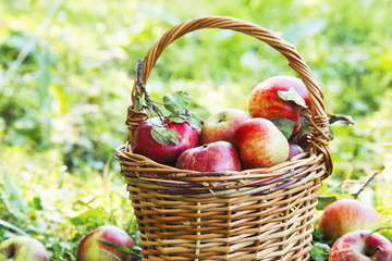 Healthy ripe organic apples in the basket