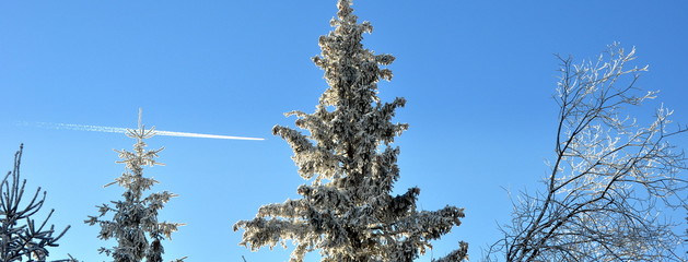Zweige mit Eiskristallen vor strahlend blauem Winterhimmel