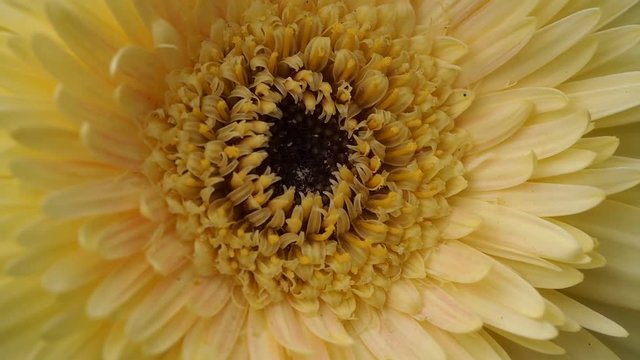 Pollen of Gerbera Flowers When The  Wind Blows
