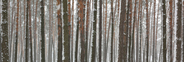 Obraz premium Snow covered pine trees in winter forest. Winter forest panorama. Outdoor woods nature landscape at cold day. Cold day in snowy winter forest. Beautiful winter panorama.