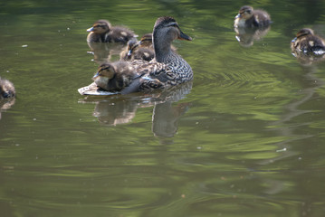 Ducklings with mother