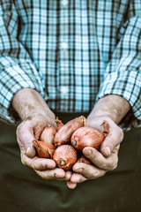 Freshly harvested onion - 132839563
