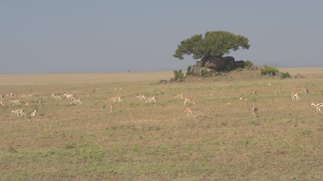 AERIAL: Gazelles pasturing in grassland open field herding around granite kopje 