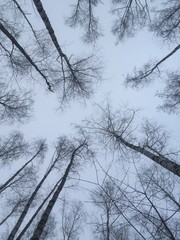 Forêt de bouleaux 2