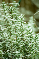 Annual Rosemary herb plant in the winter