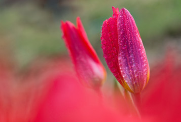Two scarlet tulips in dew drops on an indistinct scarlet backgro