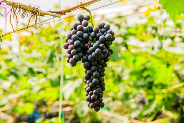  large bunches of red wine grapes hang from a vine, warm backgro