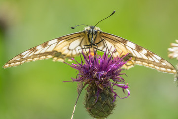Swallowtail (Papilio machaon)