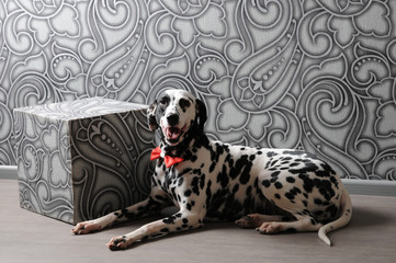 Dalmatian dog in a red bow tie in stylish gray-steel interior. Wallpapers with monograms