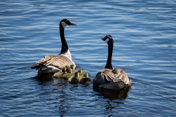 Couple of Canadian geese swimming together protecting their small ones