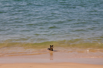 Stray dog enjoying the water at Anjuna beach in north Goa, India on a hot sunny day