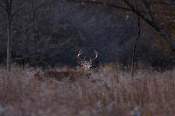 Naklejka premium White-tailed deer buck walking in the tall grass in the autumn rut in Canada