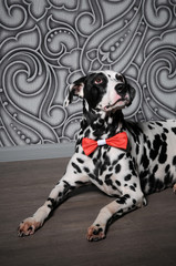 Dalmatian dog in a red bow tie in stylish gray-steel interior. Wallpapers with monograms