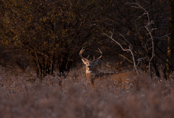 Fototapeta premium White-tailed deer buck standing in the golden light in the autumn rut in Canada