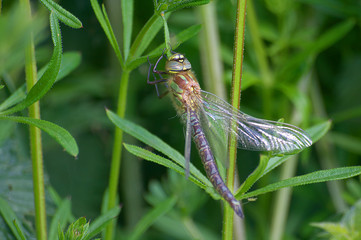 Migrant Hawker Dragonfly