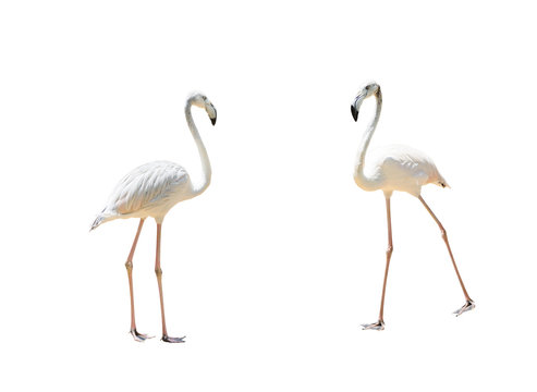 Bird flamingo walking on a white background
