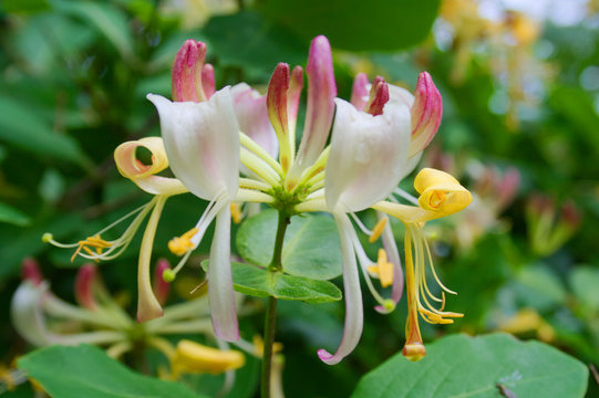 Wild Honeysuckle