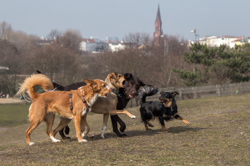 Hundemeute aus gemischten Hunden