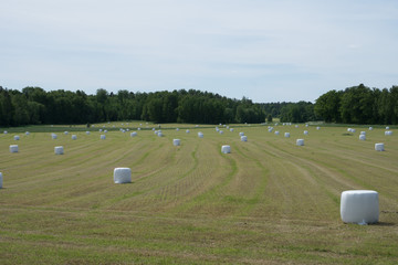 Harvested hae field