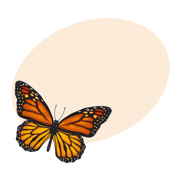 Top view of beautiful monarch butterfly, sketch illustration isolated on background with place for text. color Realistic hand drawing of monarch butterfly on white background