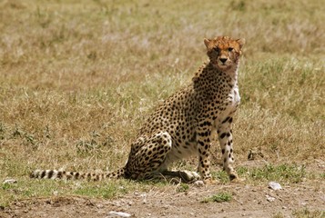 Guépard 
