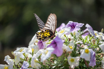 Beautiful butterfly on flower