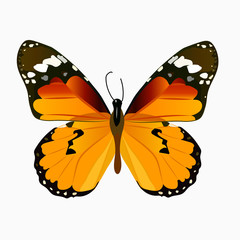 illustration of a colorful butterfly