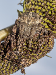 American house spider