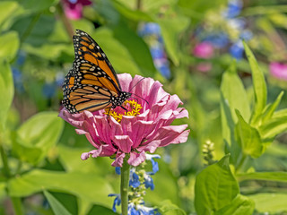 Naklejka na ściany i meble monarch butterfly (Danaus plexippus)