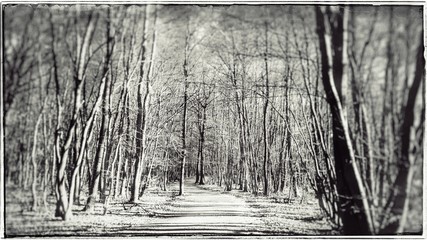Fototapeta premium Chemin en Forêt 
