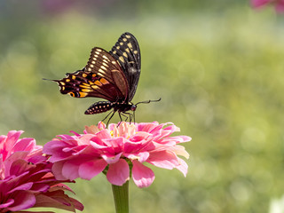 Eastern tiger swallowtail, Papilio glaucus