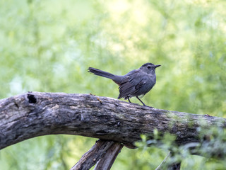 gray catbird,Dumetella carolinensis