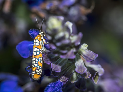 Ailanthus Webworm,Atteva Aurea