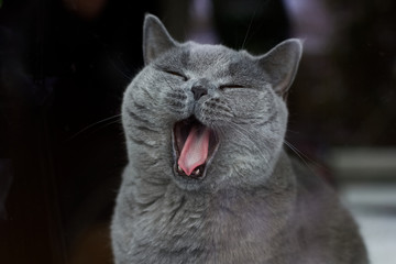 yawning cat in the window, purebred gray shorthair British cat - obrazy, fototapety, plakaty
